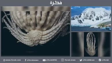 اكتشاف